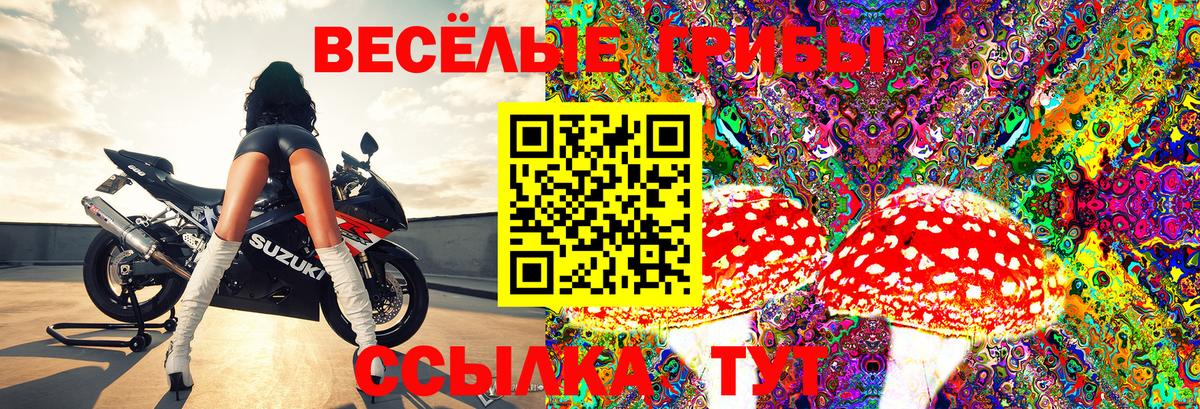 Гурьевск  Псилоцибиновые грибы Psilocybine cubensis  Вход с VPN 